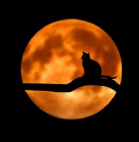 Mar Val Black Cat Fundraiser Dinner and Bake Sale • Saturday, October 31 • 5 PM