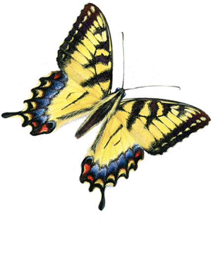 Learn How to Attract Butterflies to Marin Valley Gardens with Aurora Mahassine • Monday, June 9 • 4:30 PM • Ballroom