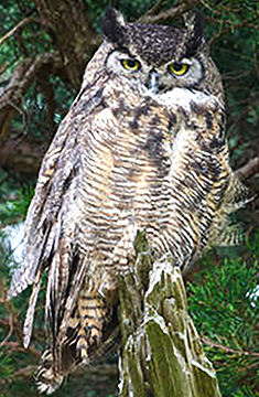 All About Owls • Sunday, June 14 • 4 pm • Ballroom