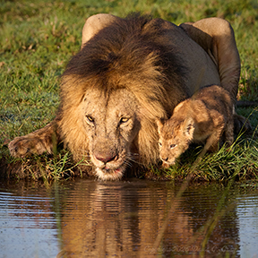 African Photo Safari to Kenya and Tanzania with David Gray • Saturday, May 30 • Ballroom • 7:30 pm