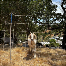 GOATS returning to Marin Valley in July